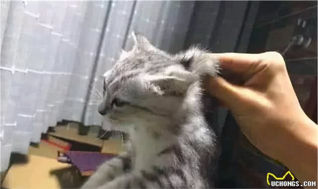 经常打猫咪，会有这几种“后果”，劝你停手