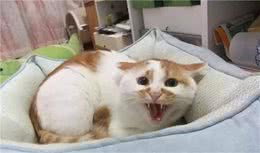 经常打猫咪，会有这几种“后果”，劝你停手