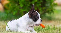 如何训练犬不吃外面地上和陌生人给的食物？