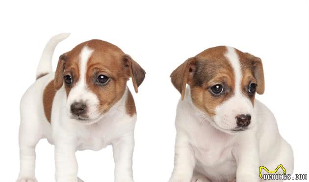 犬的种类有哪些？
