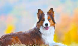 犬的种类有哪些？
