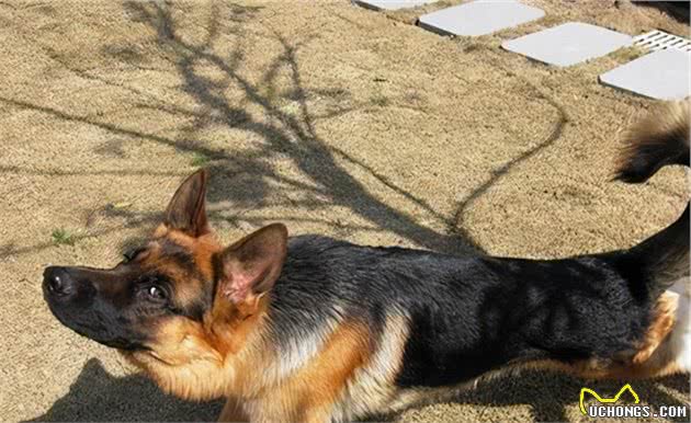 德国牧羊犬“很危险”，建议最好不要养
