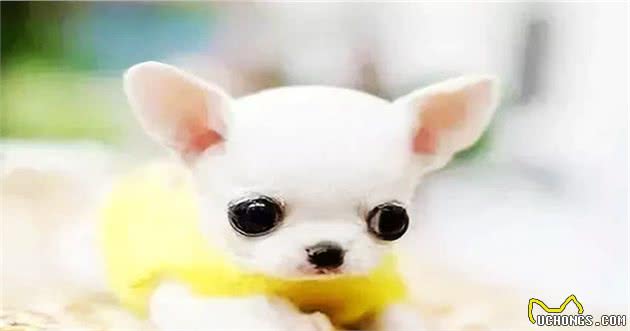 适合作为宠物犬的10大小型犬，你在养吗？