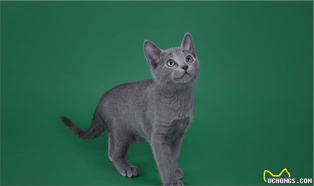 说到蓝猫的性格跟特点，不同的品种，会存在一定的差异