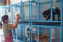 辟谣：狗狗绝育手术后住院比抱回家更安全？回家护理才是它的需求