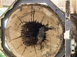 美国绝望木乃伊，被卡在树里的猎犬