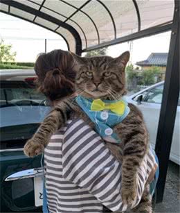 猫咪长得太大只怎么办？继续养着呗，网友晒出小狮子体型可爱巨猫