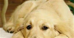 狗狗离不开主人，还是主人离不开狗狗，这难道就是分离焦虑症吗？