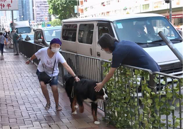 苑琼丹帮艾威照顾爱犬，遛超巨型伯恩山不成反被遛，路人表情亮了