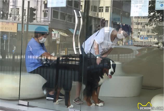 苑琼丹帮艾威照顾爱犬，遛超巨型伯恩山不成反被遛，路人表情亮了
