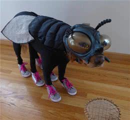 狗狗的七种不良行为，哪种最常见？