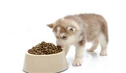 狗狗食欲不佳？这五点搞定胃口