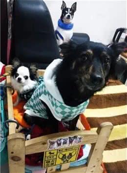 谁说养狗家就脏了？养狗，也可以很干净