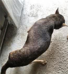 狗狗下半身被压扁，宠物医生给她使眼色，但主人还是不肯放弃