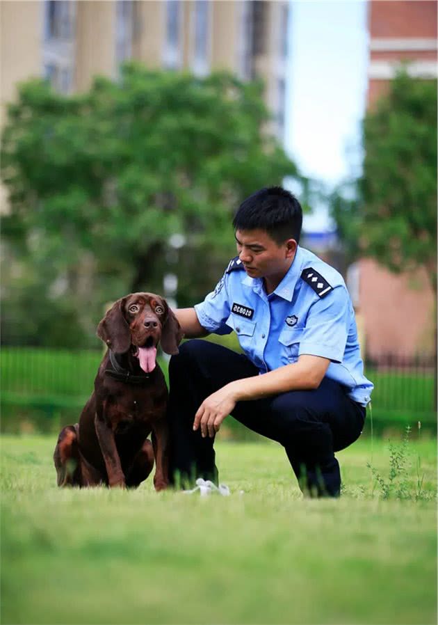 训导警犬，就跟培养孩子一样，要有爱心、耐心