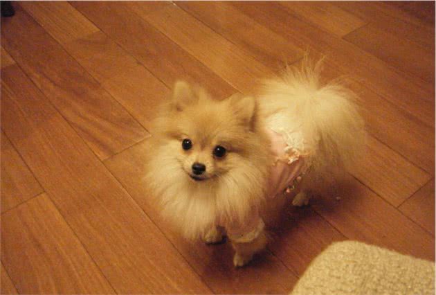 主人做这6件事，会让博美犬误以为，你不爱它了