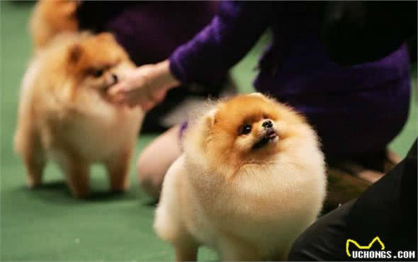 主人做这6件事，会让博美犬误以为，你不爱它了