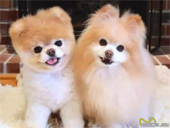 主人做这6件事，会让博美犬误以为，你不爱它了