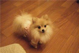 主人做这6件事，会让博美犬误以为，你不爱它了