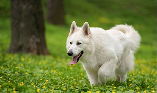 白色瑞士牧羊犬的由来是怎样的？它忠诚专一，也是德牧的一种