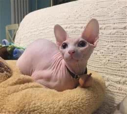 无毛猫被寄养，回来后却意外怀孕了，看到崽子后主人没话说了