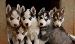 狗狗8个特点，养狗的都知道，第7个超多狗主人赞同