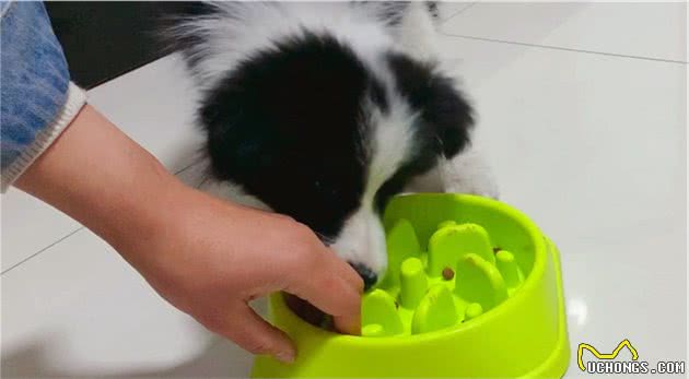 犬护食行为背后存在三点心理因素，理解与陪伴才是训犬良方！