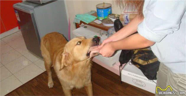 犬护食行为背后存在三点心理因素，理解与陪伴才是训犬良方！