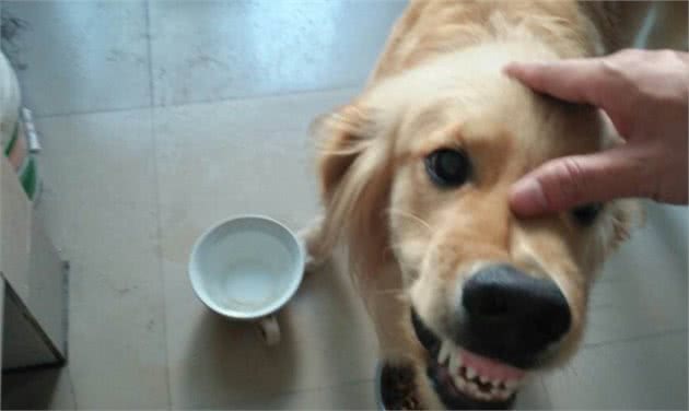 犬护食行为背后存在三点心理因素，理解与陪伴才是训犬良方！