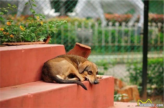 犬护食行为背后存在三点心理因素，理解与陪伴才是训犬良方！