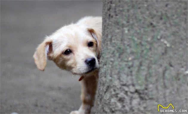 犬护食行为背后存在三点心理因素，理解与陪伴才是训犬良方！