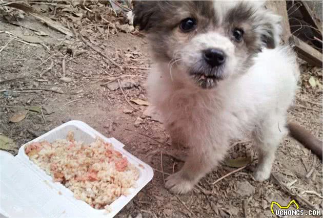犬护食行为背后存在三点心理因素，理解与陪伴才是训犬良方！