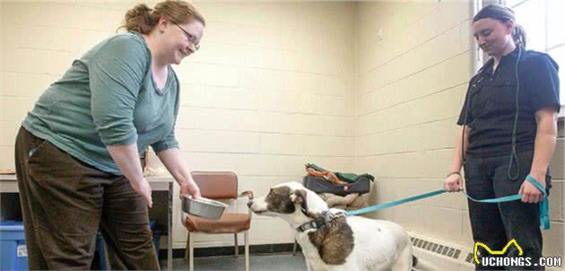 犬护食行为背后存在三点心理因素，理解与陪伴才是训犬良方！