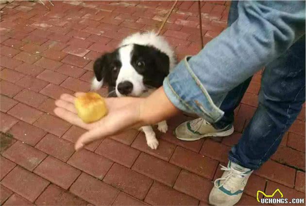 犬护食行为背后存在三点心理因素，理解与陪伴才是训犬良方！