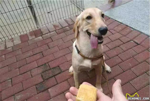 犬护食行为背后存在三点心理因素，理解与陪伴才是训犬良方！