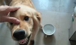 犬护食行为背后存在三点心理因素，理解与陪伴才是训犬良方！