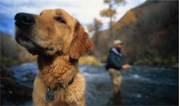 串串真的会比纯种犬健康吗？科学家却认为，遗传病已经影响了串串