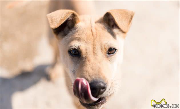 串串真的会比纯种犬健康吗？科学家却认为，遗传病已经影响了串串