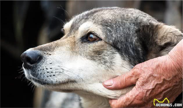 串串真的会比纯种犬健康吗？科学家却认为，遗传病已经影响了串串