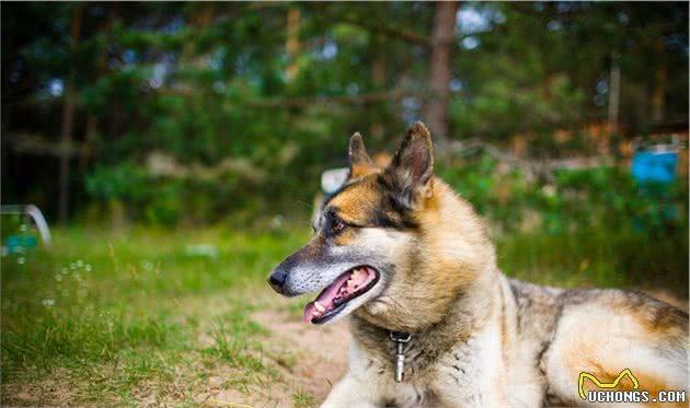 串串真的会比纯种犬健康吗？科学家却认为，遗传病已经影响了串串