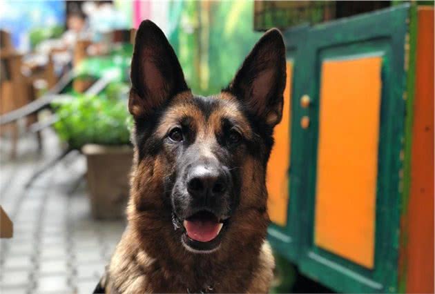 不喜欢“德国牧羊犬”的人，基本上都不知道养它，会有这些好处