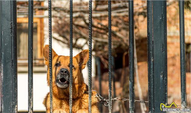 不喜欢“德国牧羊犬”的人，基本上都不知道养它，会有这些好处
