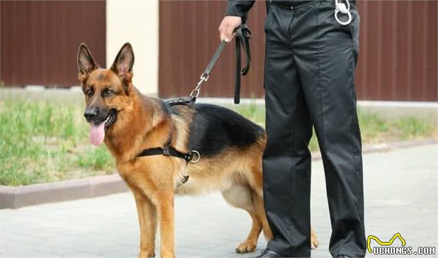 不喜欢“德国牧羊犬”的人，基本上都不知道养它，会有这些好处
