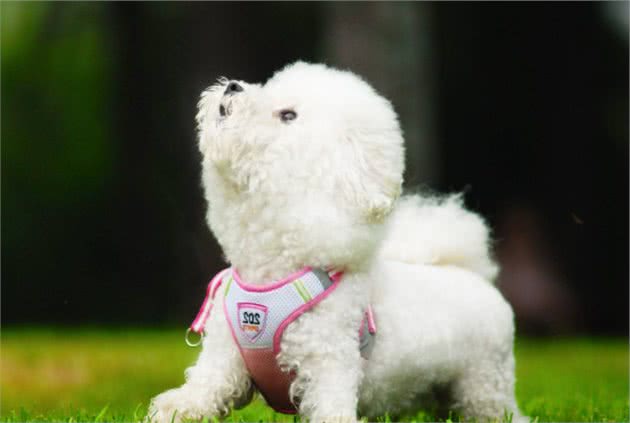 这些行为，会缩短比熊犬寿命，主人别再做了