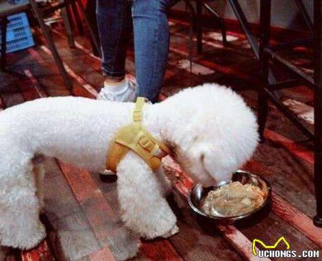 这些行为，会缩短比熊犬寿命，主人别再做了