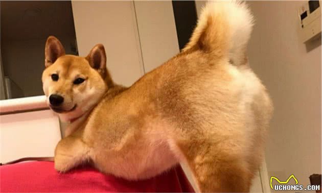 狗狗为什么喜欢用屁股对着你？其实是有事要告诉你