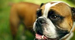 斗牛犬好养吗？不养英斗的四大理由