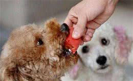 狗狗为什么不能吃人类的食物？这6种食物对它有害，尤其是火腿肠