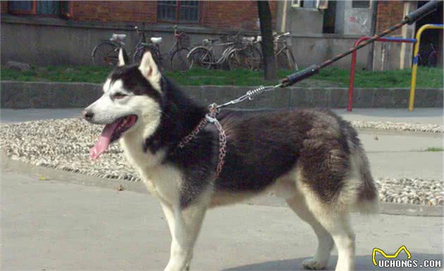 盘点狗界最难养的几种狗，白送都别带回家