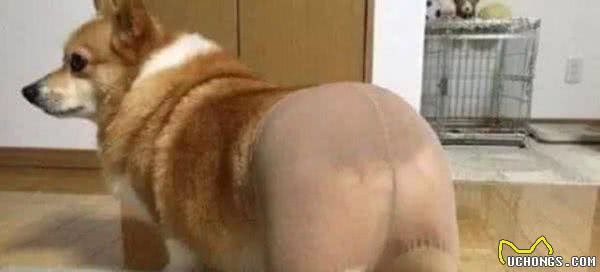 饲养柯基犬，这6大“常见疾病”你不得不防，宠主要重视起来